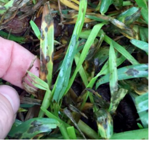 5 St Augustine Grass Diseases - Lawn Affection