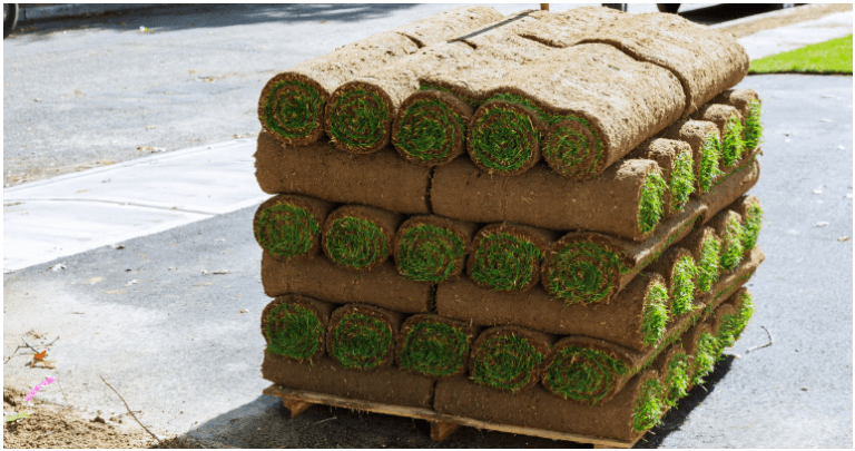 Pallet of Zoysia Sod: All You Need to Know - Lawn Affection