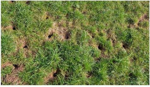 Small Holes in Lawn Overnight