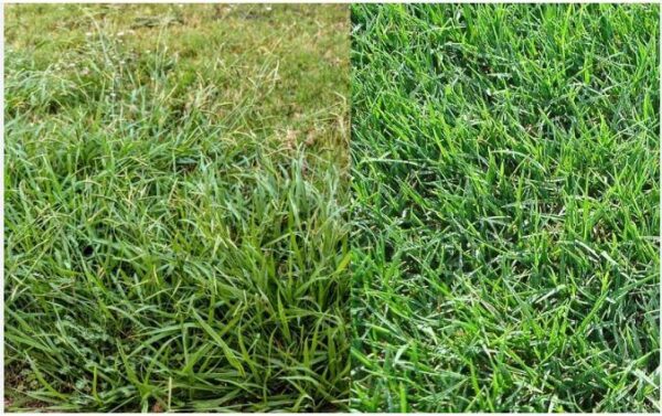 Bermuda Grass Vs Crabgrass