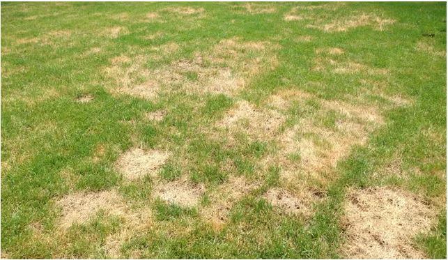 5 St Augustine Grass Diseases - Lawn Affection