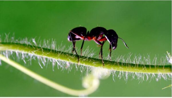Does Neem Oil Kill Ants