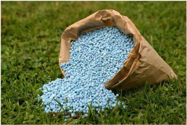 Does Fertilizer Kill Weeds