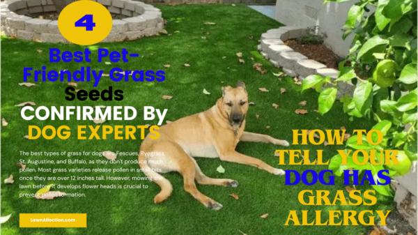 Picture of 4 Best Pet-Friendly Grass Seeds CONFIRMED By DOG EXPERTS & How to Tell ...